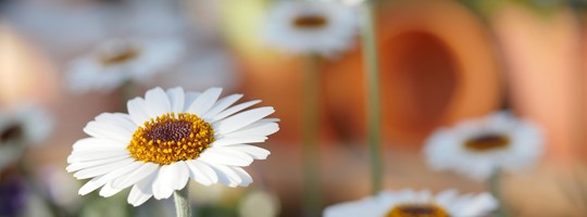 Voorjaarsledenvergadering